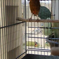 قناری ماده جفتی سهره