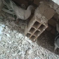 کبوتر زرد هفت رنگ نر و موشی نقره‌ای|پرنده|الوند, |دیوار