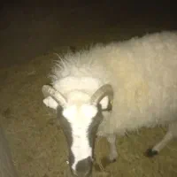 بره نر چاق کیلویی ۴۰۰