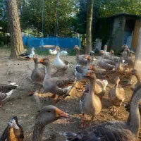 غاز و غو غاز