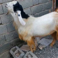 نری سرحال درخونه ای تمیز