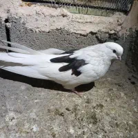 تعدادی کبوتر|پرنده|جیرفت, |دیوار