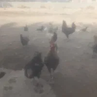 تعداد ۱۰۰ عدد مرغ جوجه|حیوانات مزرعه|جیرفت, |دیوار