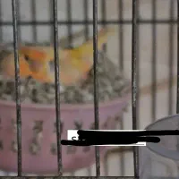 فروش سهره جفتخور مسابقه ای و صلیبی