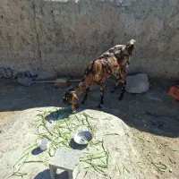 گوسفند گل گلی|حیوانات مزرعه|سراوان, |دیوار