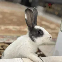 خرگوش نر+ قفس