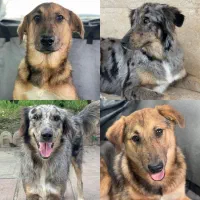 واگذاری رایگان دختر و پسر زیبا نژاد استرالین شپرد