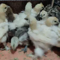 جوجه ابریشمی