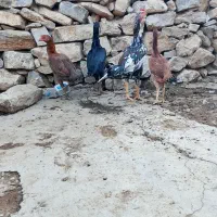 مرغ خروس