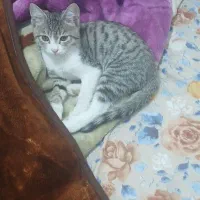 گربه|گربه|اندیشه, اندیشه فاز ۴|دیوار