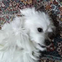 گمشده|حیوانات|کرمانشاه, |دیوار