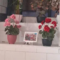 چند تا گل مصنوعی فروشی  ۵ عدد ۶۰۰ هزار
