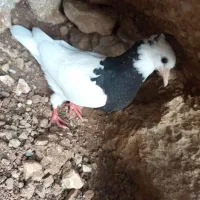 جوجه طوقی