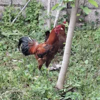 خروس دورگ لاری حدودا ۱ساله