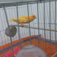 نر پرتقالی درجه ۱