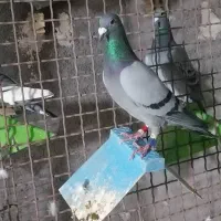 پرنده|پرنده|خرمشهر, |دیوار