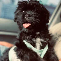 واگذاری  شیتزو فلات نر نه ماهه شیطون بازیگوش