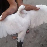 کفتر|پرنده|شیراز, شهرک بهار|دیوار