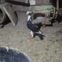 فروش یک جفت کبوتر کاریر اصیل|پرنده|آزادشهر, |دیوار