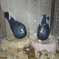 پلنگ|پرنده|راور, |دیوار