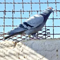 کفتر مسافتی پلاکی کفتر اردن کفتر چاپی پولکی|پرنده|مشهد, انصار|دیوار