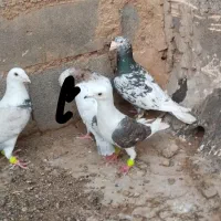 کفتر