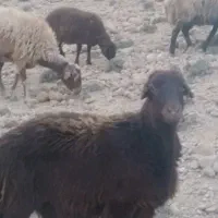 بره اورگانیک