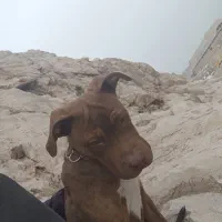 سگ پیتبول|سگ|ری, جوانمرد قصاب|دیوار