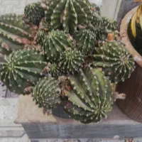 تعدادی گلدان کاکتوس و سانسوریا برای فروش|گل و گیاه طبیعی|بندر گناوه, |دیوار