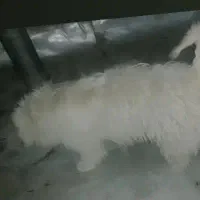 سگ پا کوتاه بفروش میرسد2700|سگ|بیرجند, |دیوار