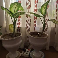 گل به همراه گلدان هر کدام ۷۵۰ هزار