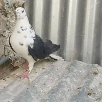 کبوتر  دمگیر