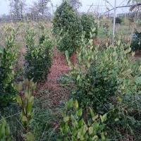 گل وگیاه|حراج|تنکابن, |دیوار