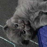 گربه اسکاتیش دبل فولد|گربه|نوشهر, |دیوار