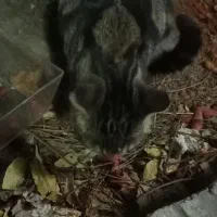 گربه بنگال|گربه|کلاله, |دیوار