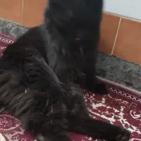 گربه مشکی پشمالو