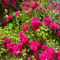 زمین-دور-دیوار-باغرود