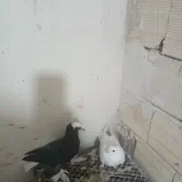 قره اغ گویرخ مایا ولوتی  ارکح