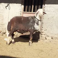 میش. قوچ .بره