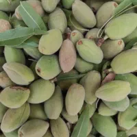 بادام درختی تازه باپوست