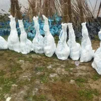 فروش نهال گیلاس تکدانه سیاه هارت|خدمات باغبانی و درختکاری|نظرآباد, رسالت|دیوار