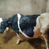 گاو شیری دورگه