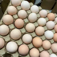 تخم‌مرغ بومی|خوردنی و آشامیدنی|نجف‌آباد, شریعتی غربی|دیوار