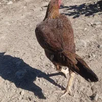 سرباز|حیوانات مزرعه|کیشکور, |دیوار