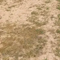 فروش زمین روستای حسیوندچگنی