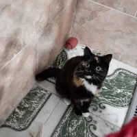 گربه دو نژاد