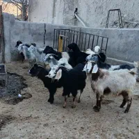 بزغاله چاق|حیوانات مزرعه|نورآباد, |دیوار