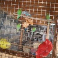 هفت عدد مرغ عشق ویک عدد فنج