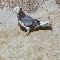 کفتر|پرنده|شیروان (خراسان), |دیوار