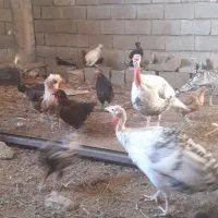 مرغ وخروس/بوقلمون و...|حیوانات مزرعه|شیراز, حجت آباد|دیوار